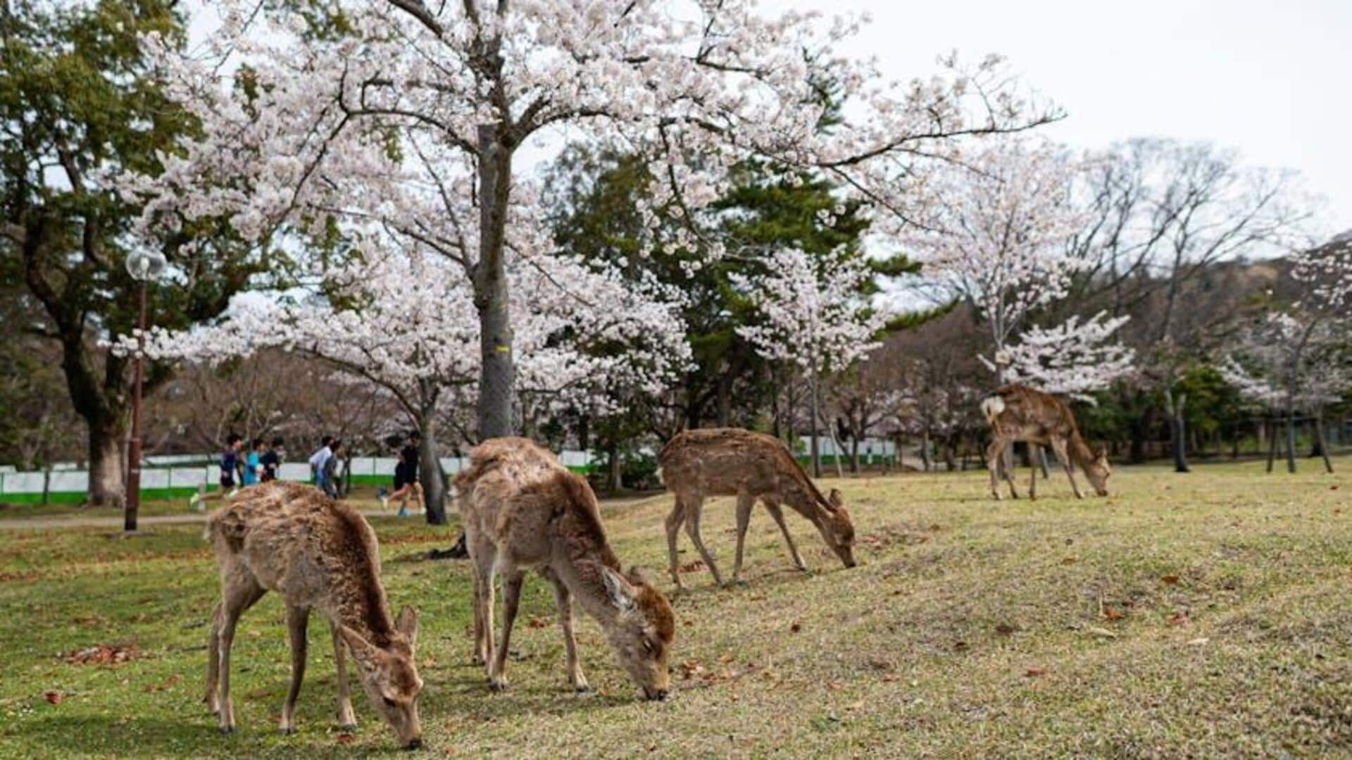Permata Budaya Jepang: Lima Kota Bersejarah yang Wajib Dikunjungi