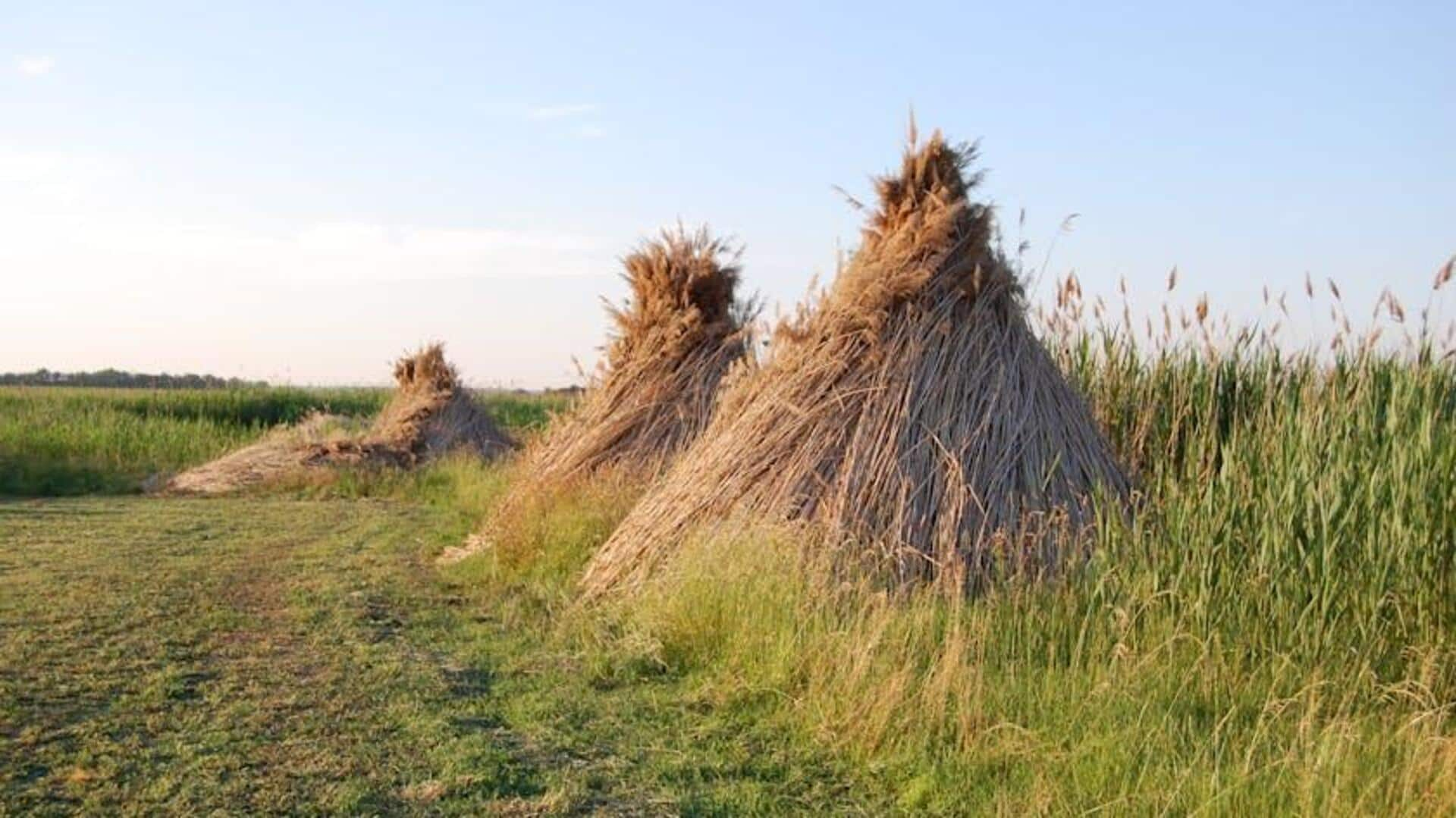 Menjelajahi Keindahan Lanskap Stepa di Taman Nasional Hortobagy, Hungaria