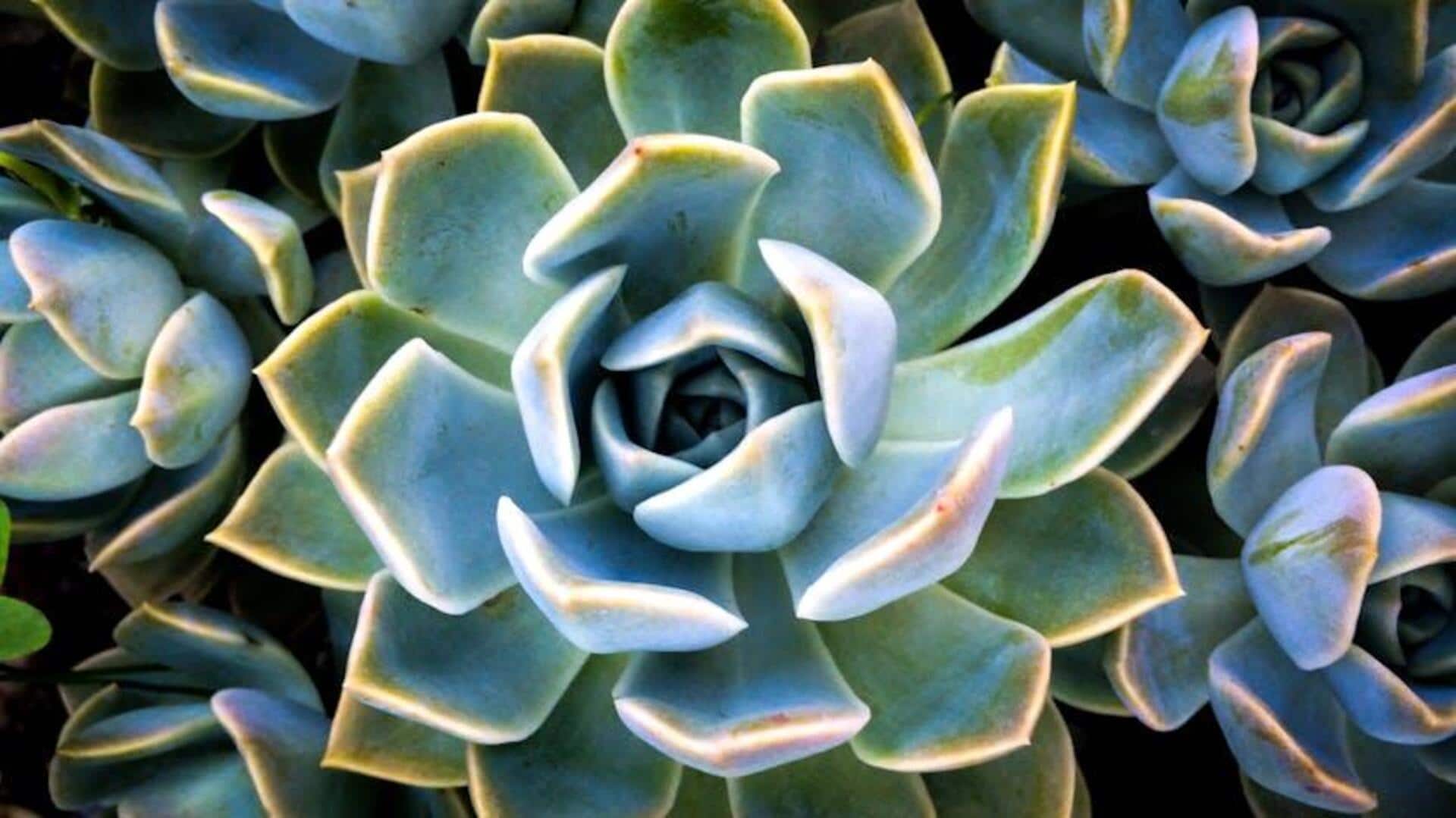 Lima Tanaman Penghasil Pollen Terbaik untuk Penderita Alergi