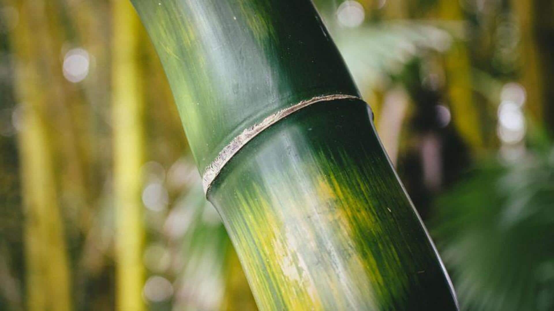 Penggunaan Bambu yang Mengejutkan di Kebun Rumah