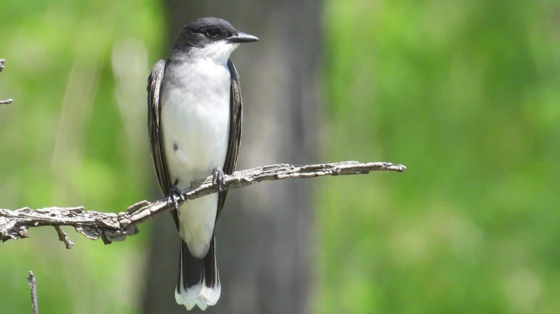 Wawasan tentang Preferensi Habitat dari Burung Kingbird