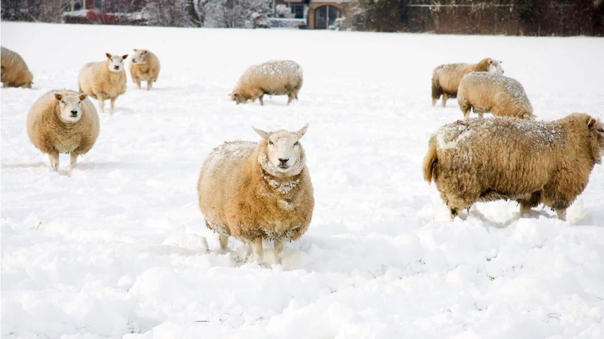 Adaptasi Unik dari Domba dalam Menghadapi Musim Dingin