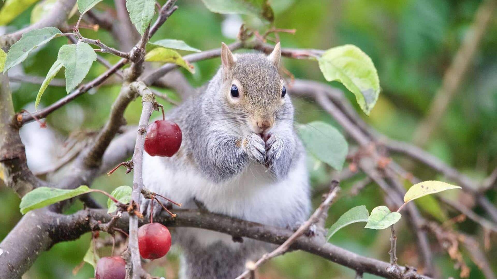 Mengungkap Makanan Tupai yang Beragam