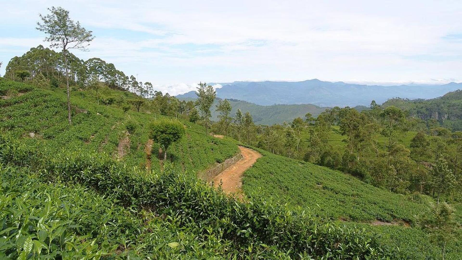 Menemukan Kebun Teh Tersembunyi di Dataran Tinggi Sri Lanka