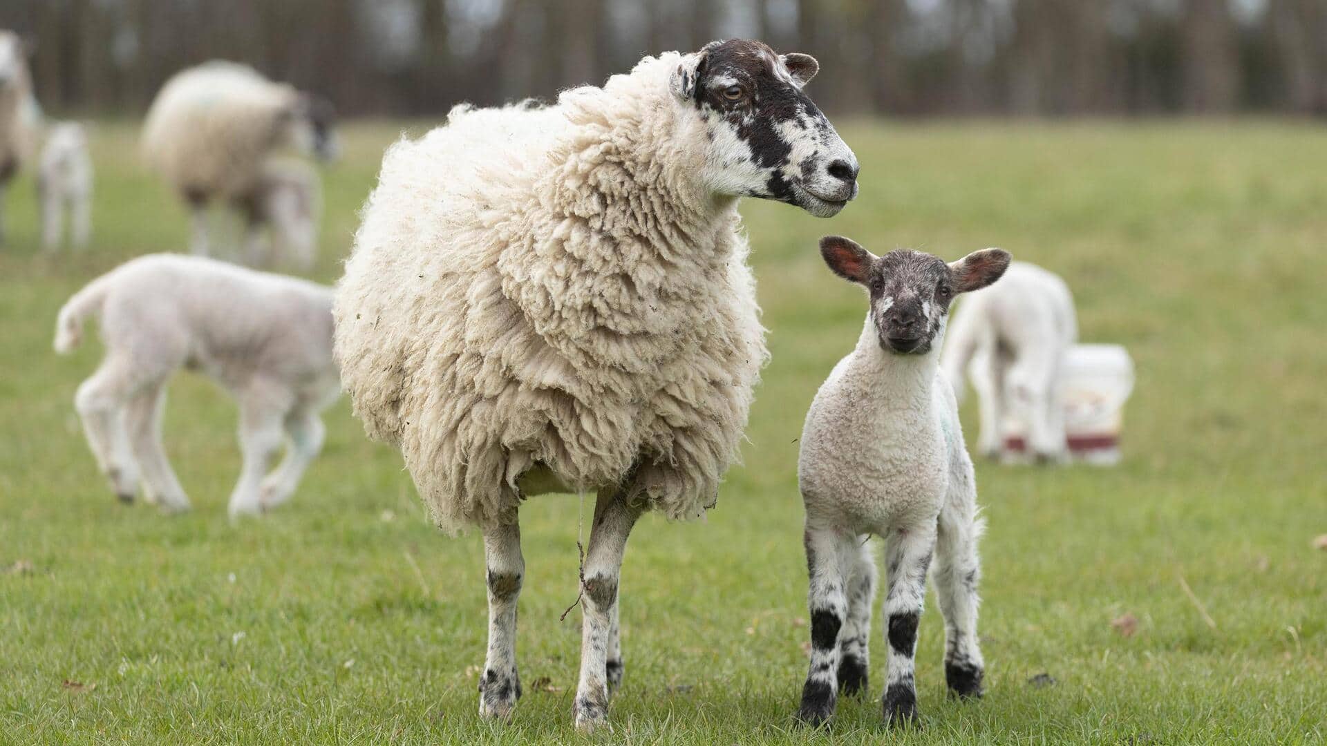 Cara Mengejutkan Domba dalam Merawat Anaknya di Alam Liar