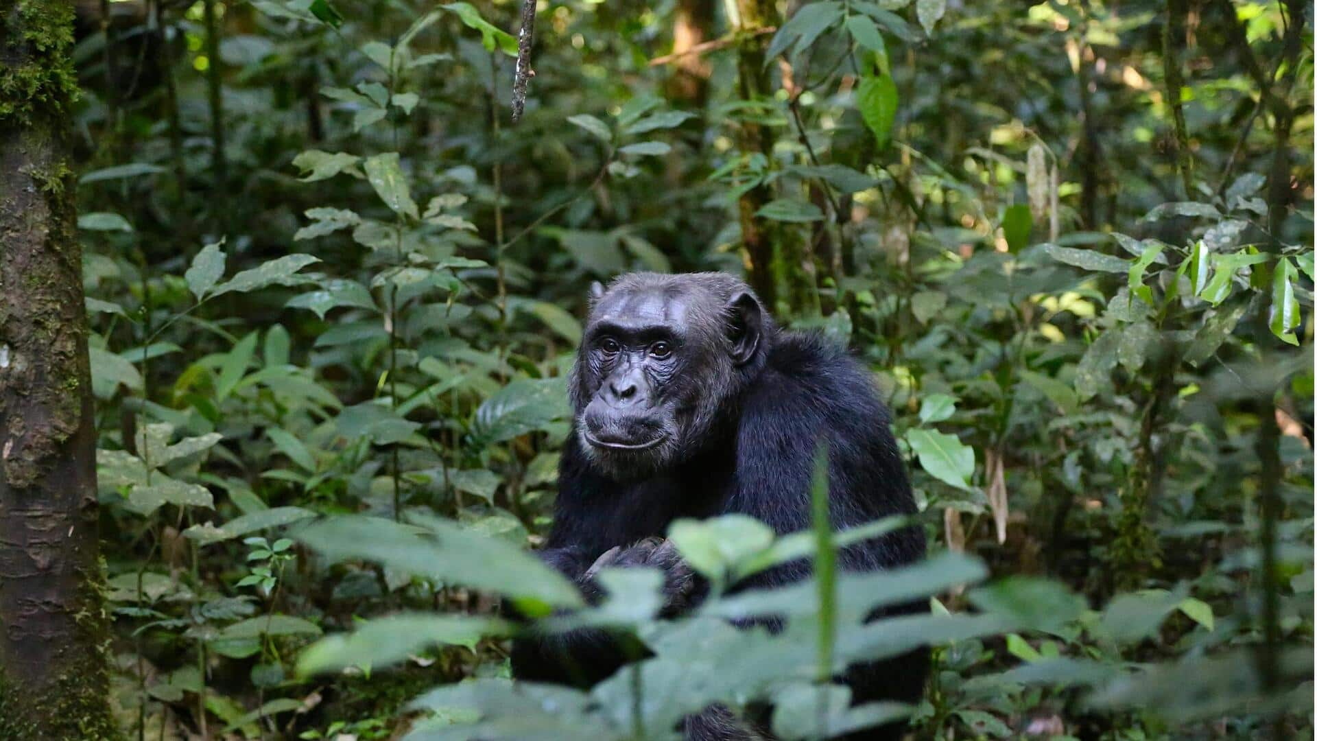 Menjelajahi Keindahan Pegunungan Rwenzori, Uganda