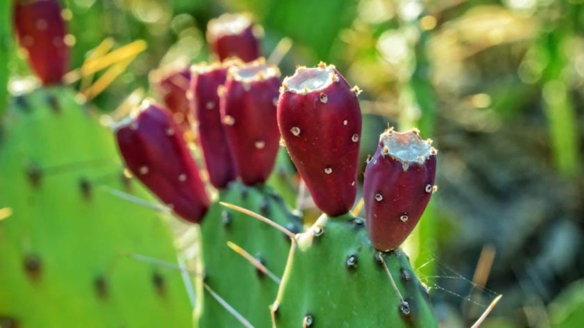 Lima Hidangan Lezat Menggunakan Buah Kaktus