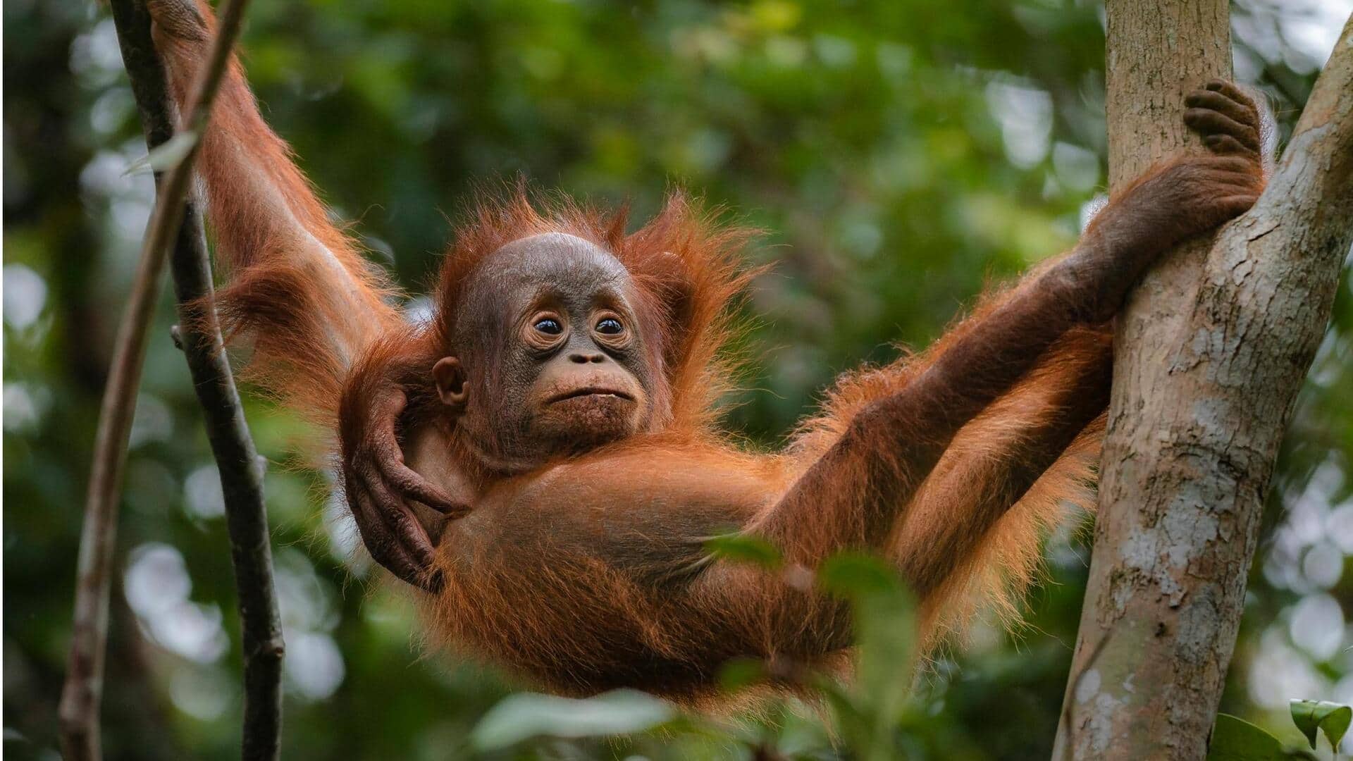 Keanekaragaman Hayati Hutan Indonesia yang Mengejutkan