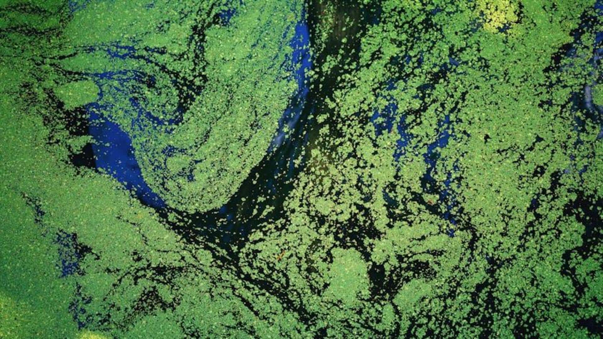 Fakta Menarik: Peran Alga dalam Biofuel