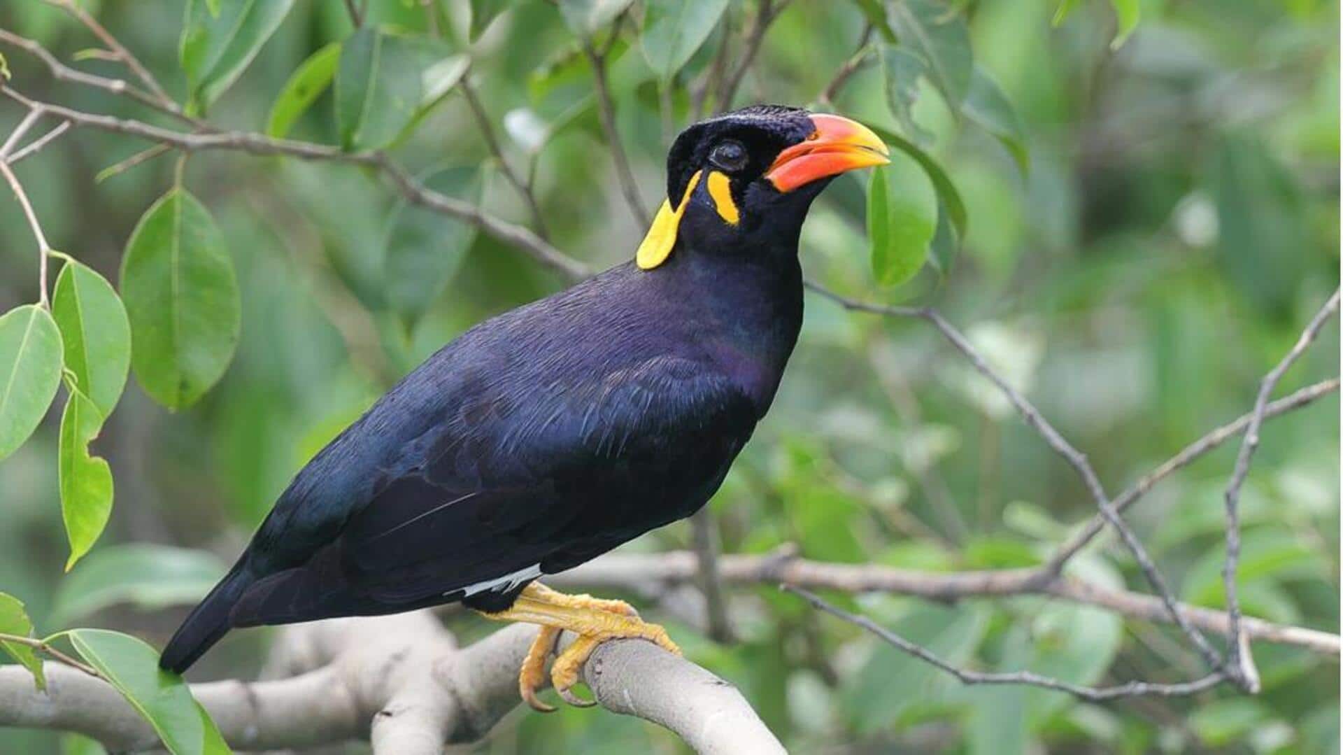 Bagaimana Burung Beo bisa Meniru Ucapan Manusia? Bagaimana Burung Beo bisa Meniru Ucapan Manusia?