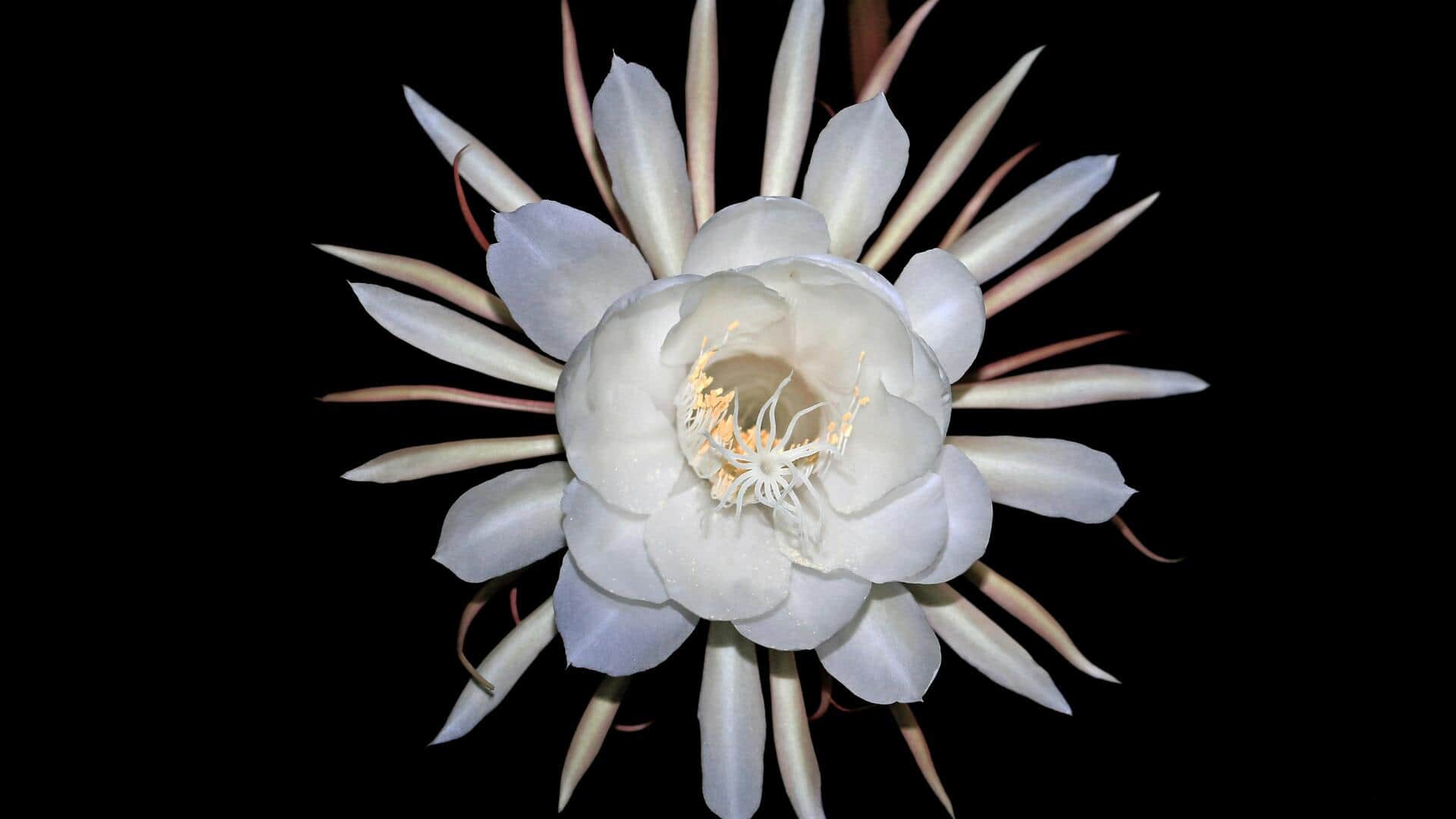 Cara Menanam Kaktus 'Queen of the Night' di Dalam Ruangan