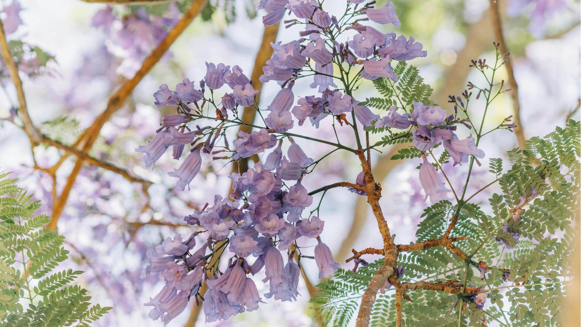 Fakta Menarik tentang Pohon Bunga Jacaranda Fakta Menarik tentang Pohon Bunga Jacaranda