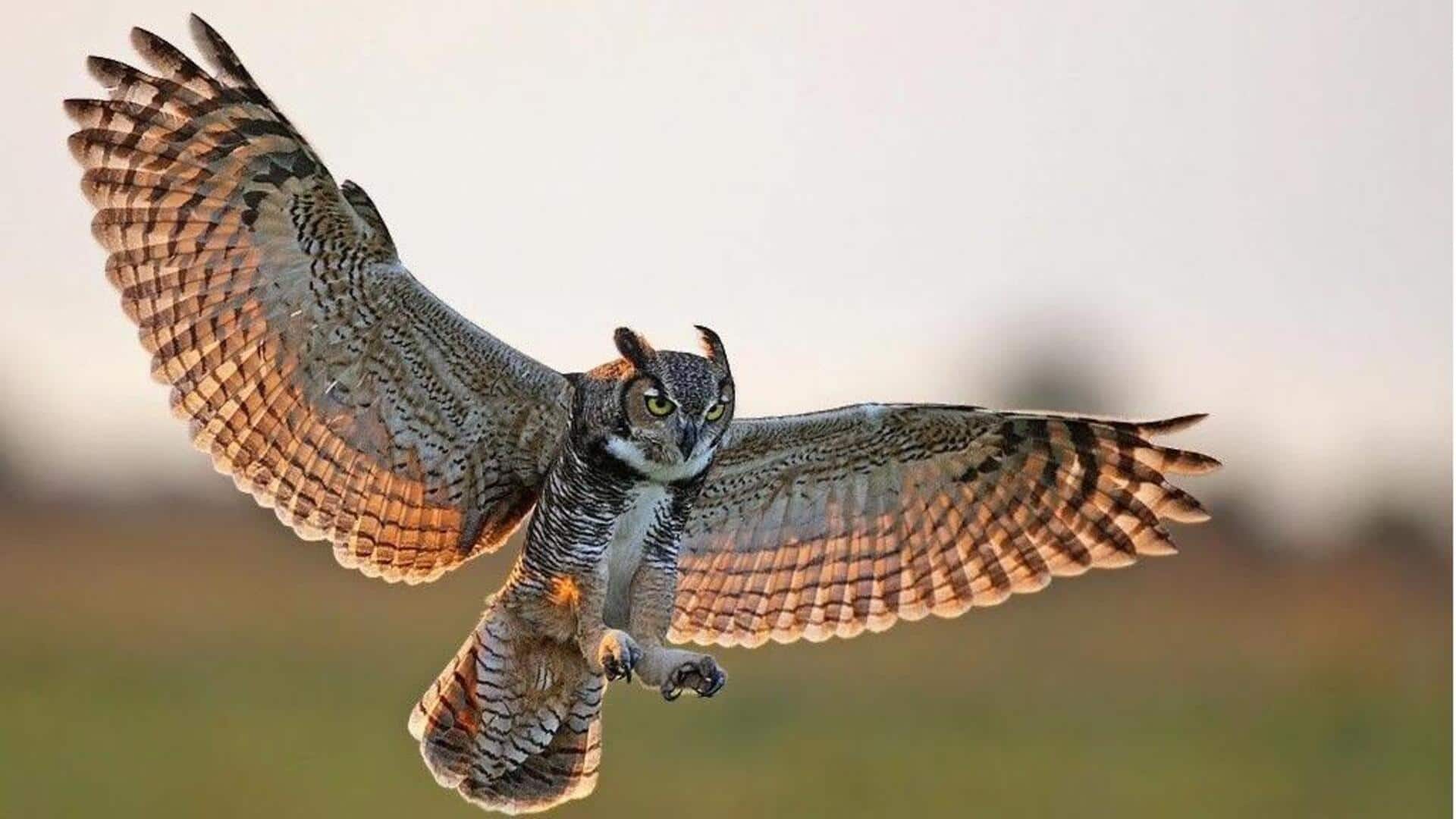Penerbangan Hening Burung Hantu: Pemburu dalam Senyap