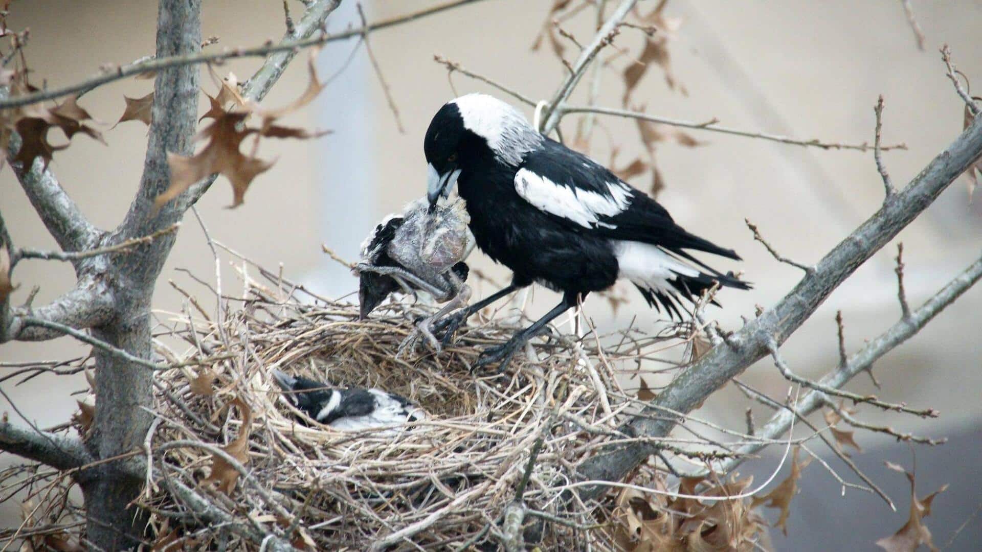 Rahasia Pembangunan Sarang Burung Magpie: Desain Arsitektur yang Cerdik