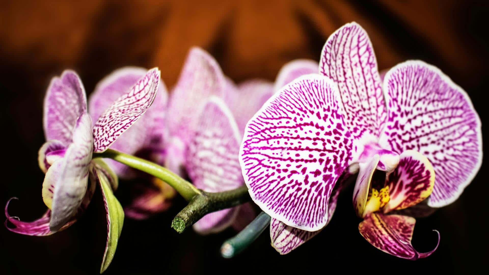 Cara Menumbuhkan Anggrek Berwarna-warni di Dalam Ruangan tanpa Cahaya Matahari