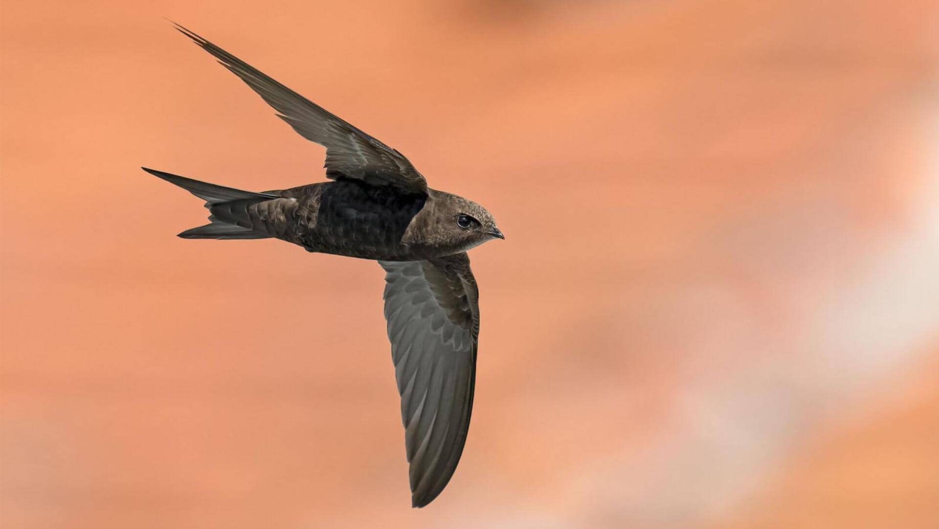 Lima Panggilan dari Burung Swift yang Mungkin Belum Anda Kenali