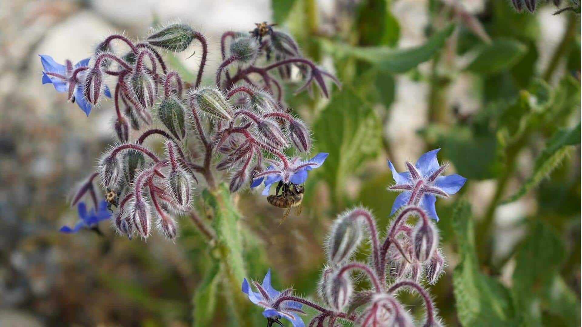 Manfaat Menanam Borage di Kebun Rumah