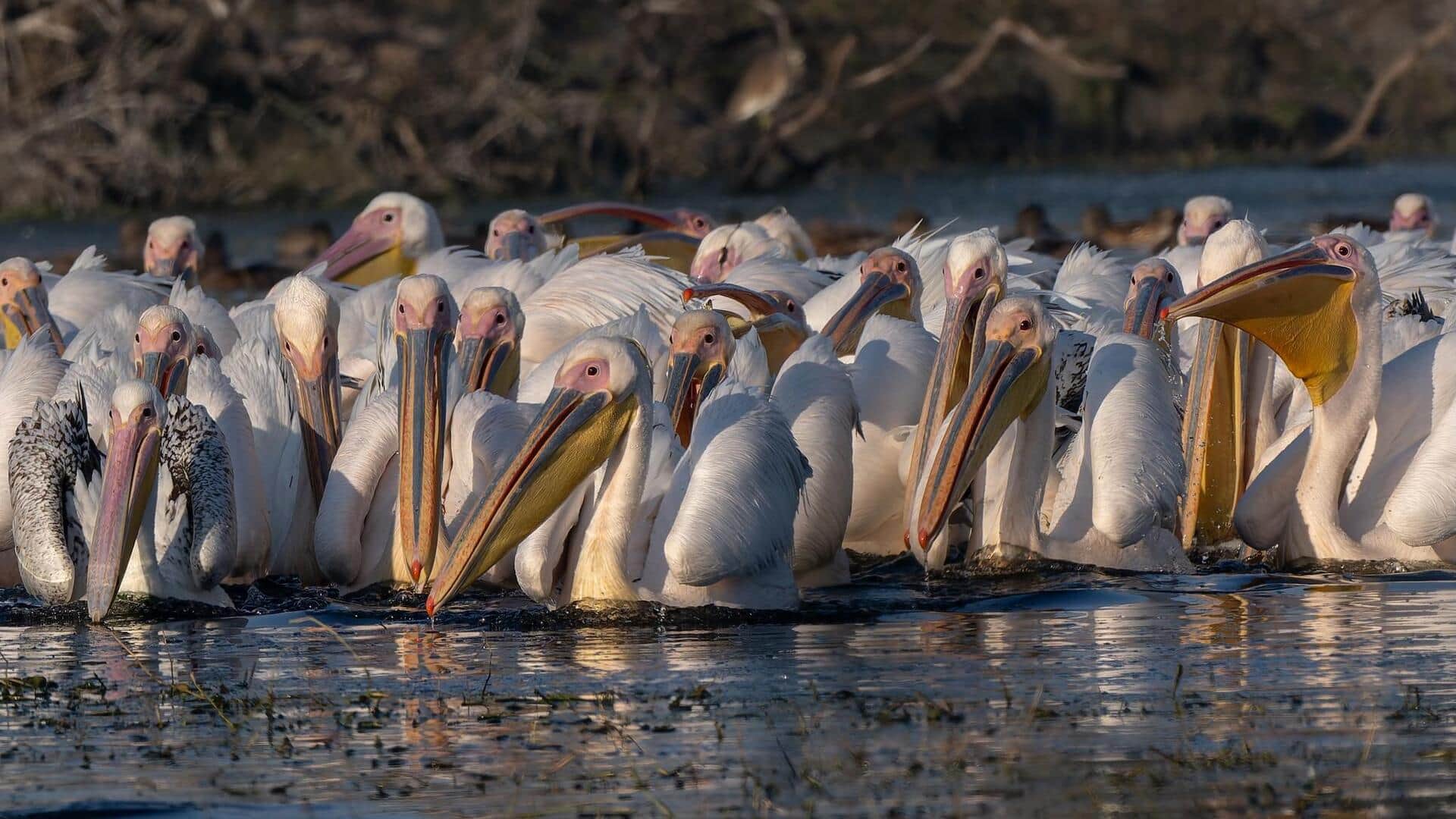 Lima Cara Cerdas Pelikan dalam Berburu secara Berkelompok