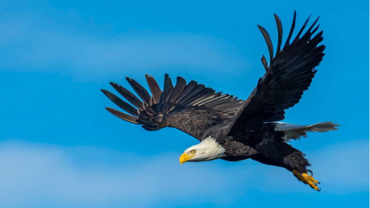5 fakta luar biasa tentang elang yang tidak Anda ketahui