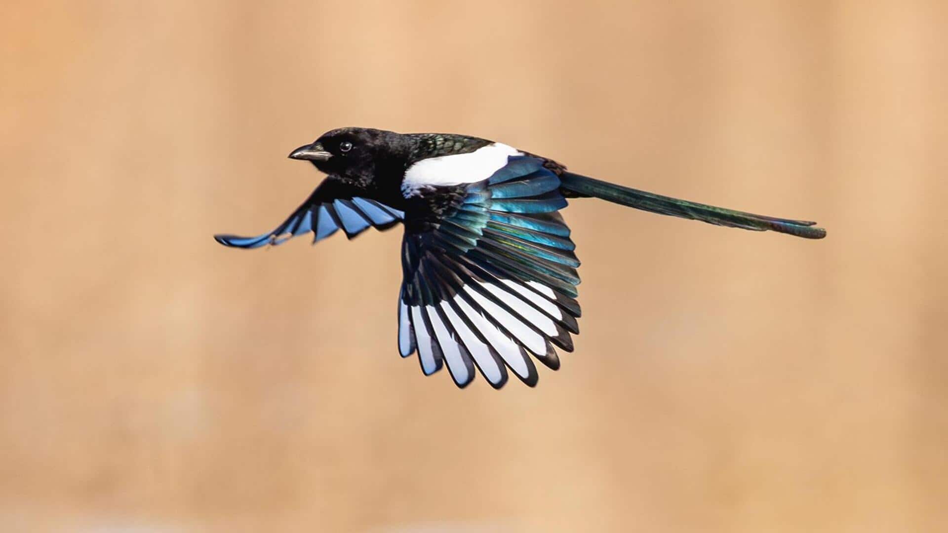 Kebiasaan Perawatan Burung Murai: Rahasia Kecantikan Alam