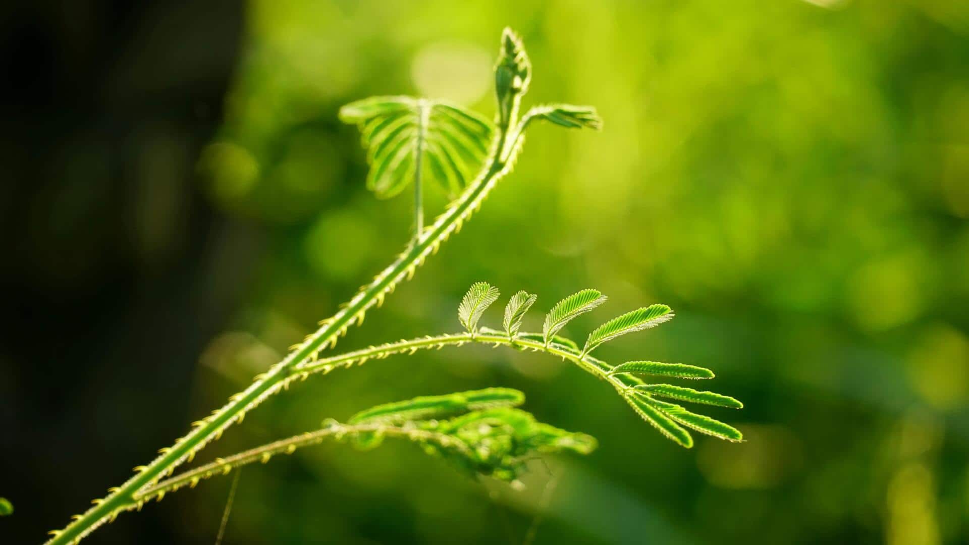 Lima Karakteristik Unik dari Gerakan Tumbuhan Putri Malu