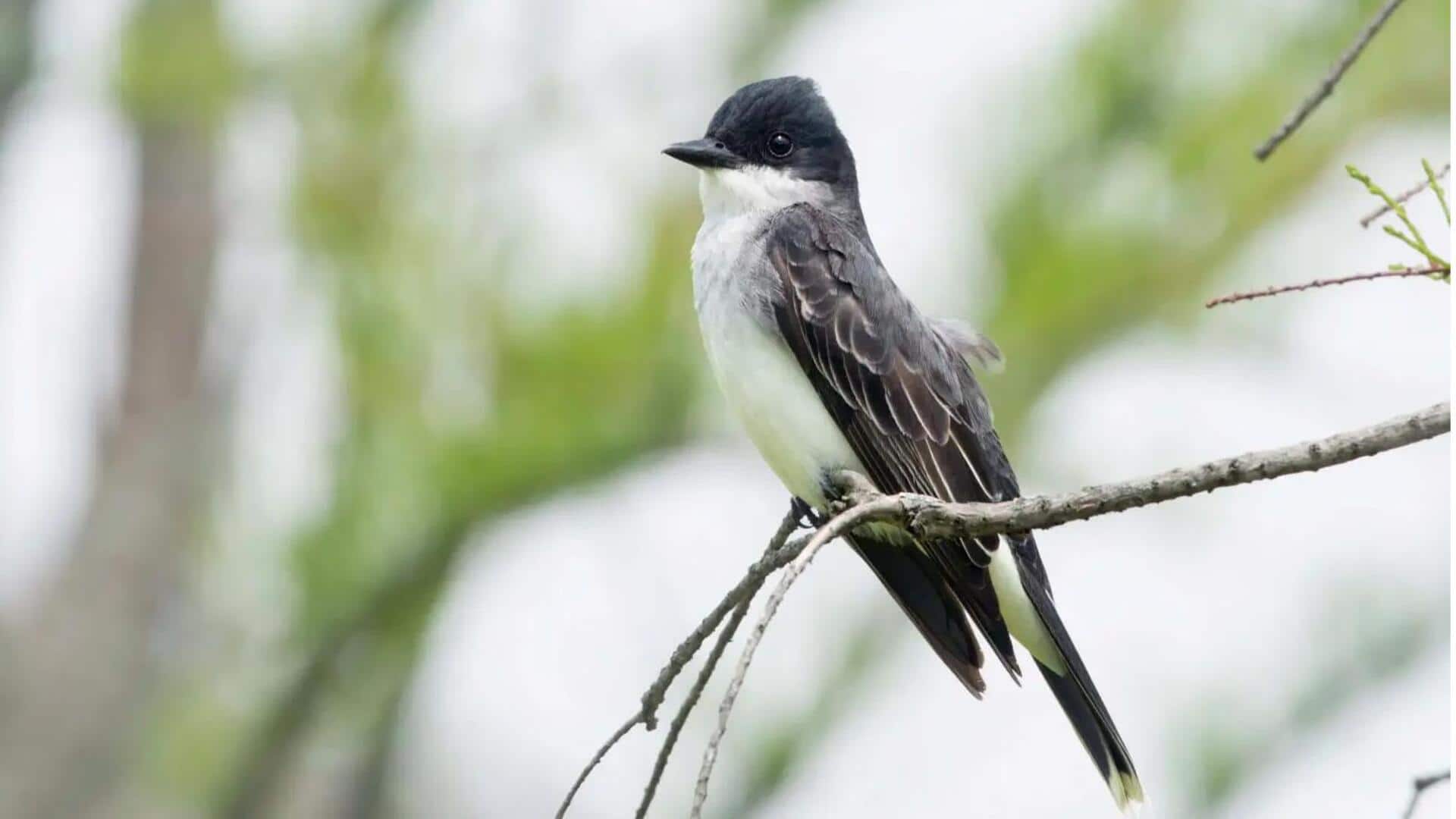 Mengungkap Rahasis Kingbird Beradaptasi dengan Perubahan Iklim