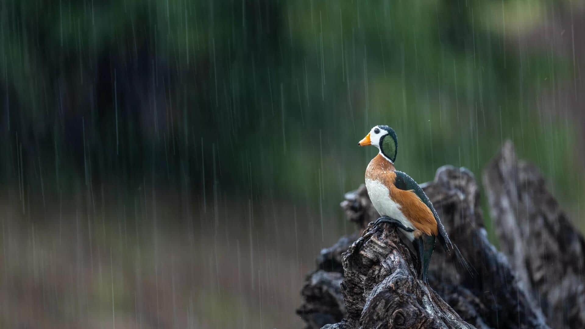 Memotret Cuaca Gerimis: Teknik Menghasilkan Gambar yang Menakjubkan