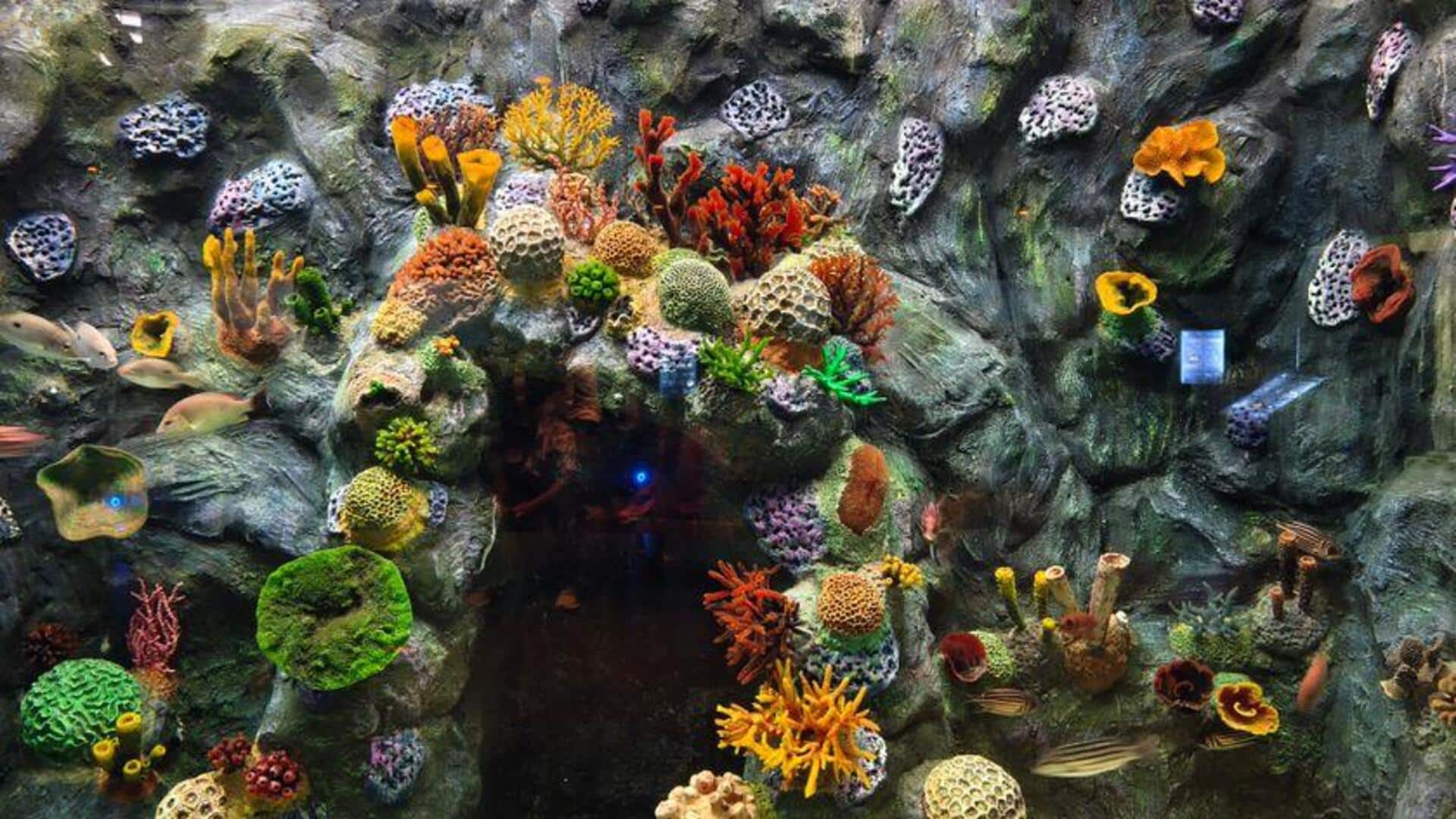 Terumbu Buatan dari Bahan Daur Ulang Mendukung Kehidupan Laut