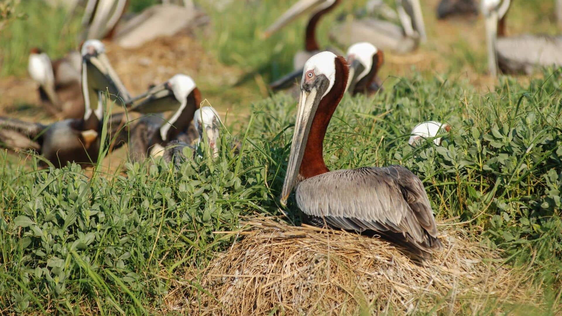 Fakta Unik tentang Sarang Pelikan yang Mengejutkan