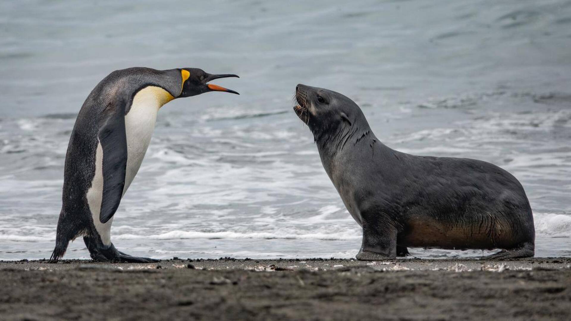 Interaksi Antarspesies Penguin di Alam Liar