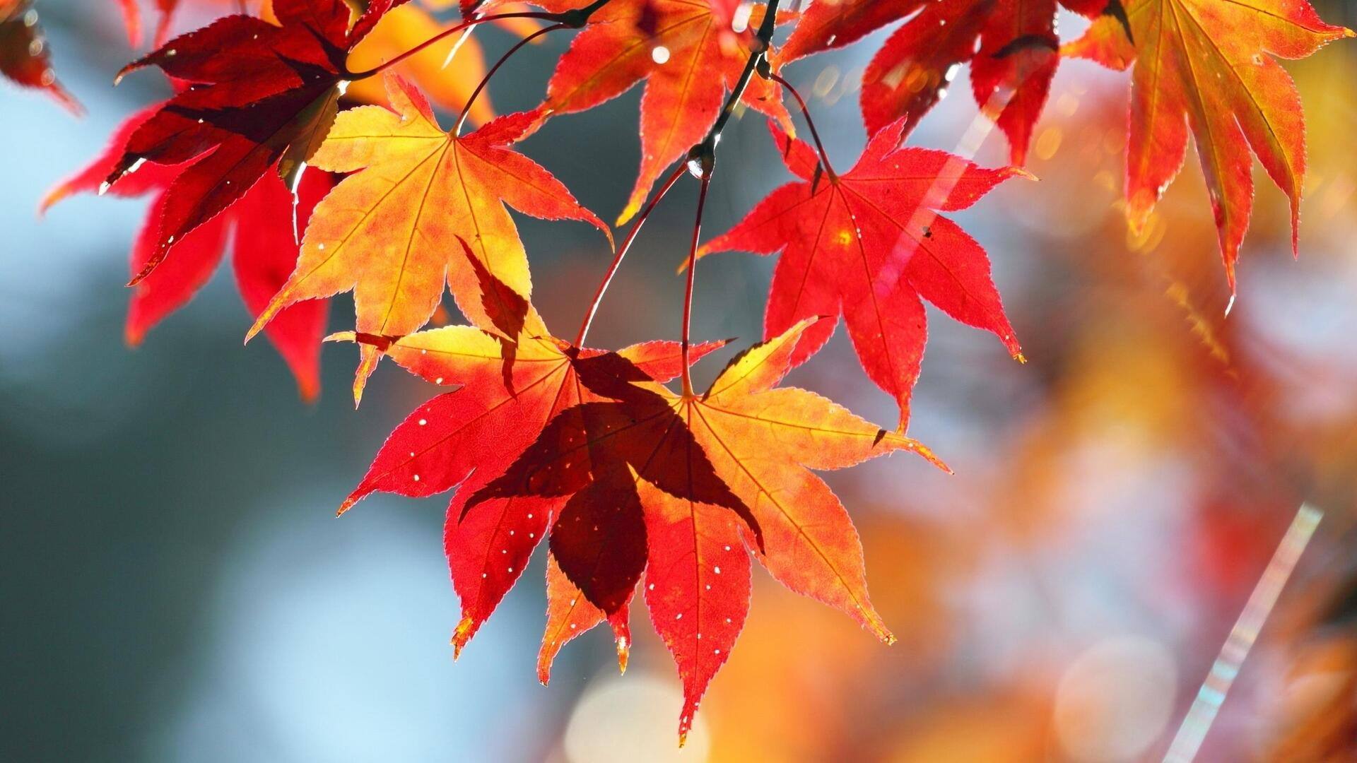 Menangkap Keindahan Daun di Kota dengan Lensa Kamera