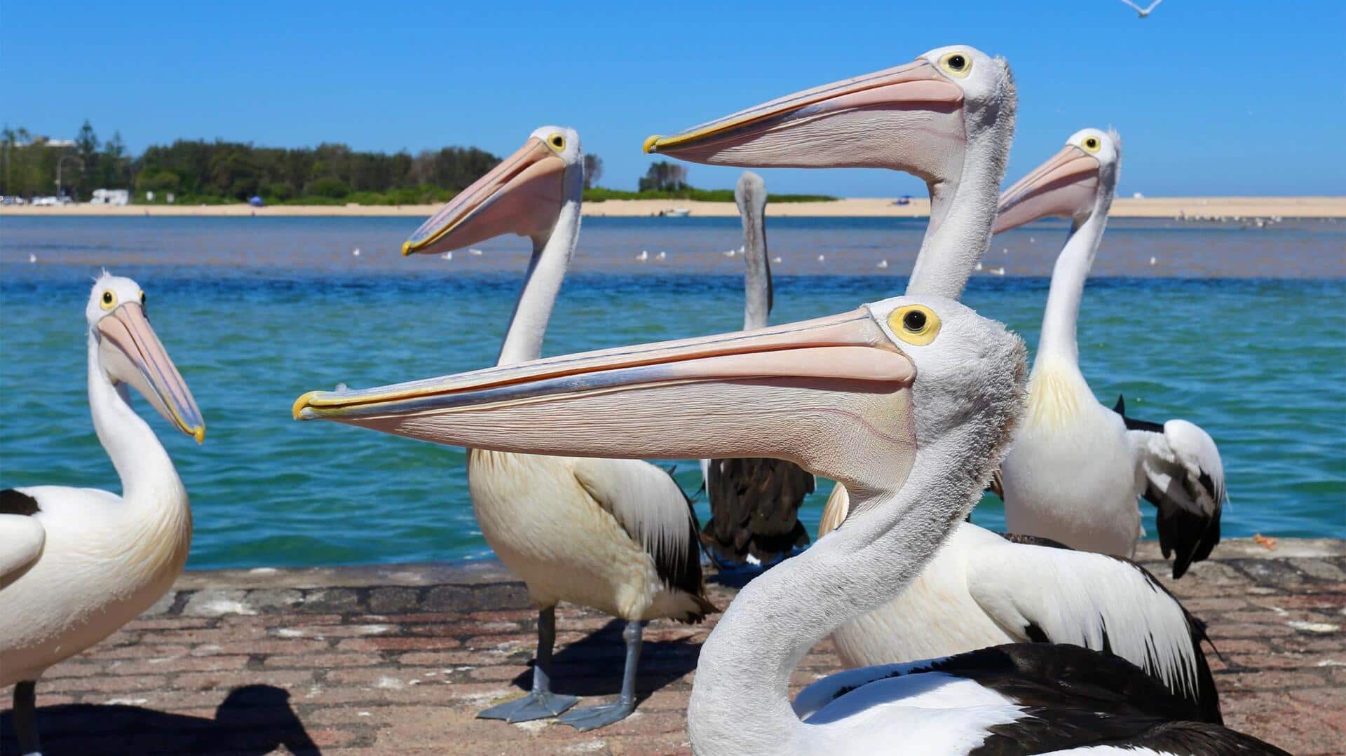 Keajaiban Habitat Pelikan di Pesisir dan Daratan