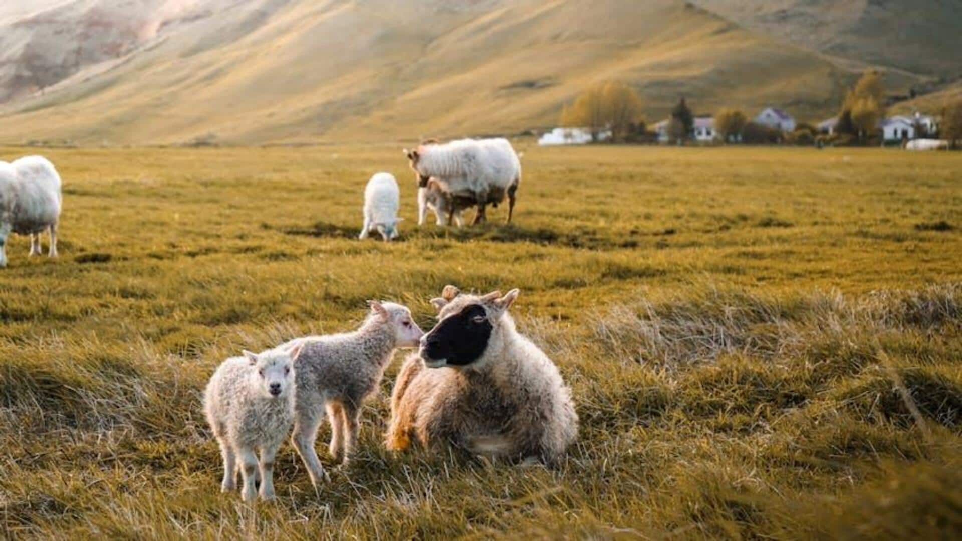 Menemukan Surga Tersembunyi di Reykjavik