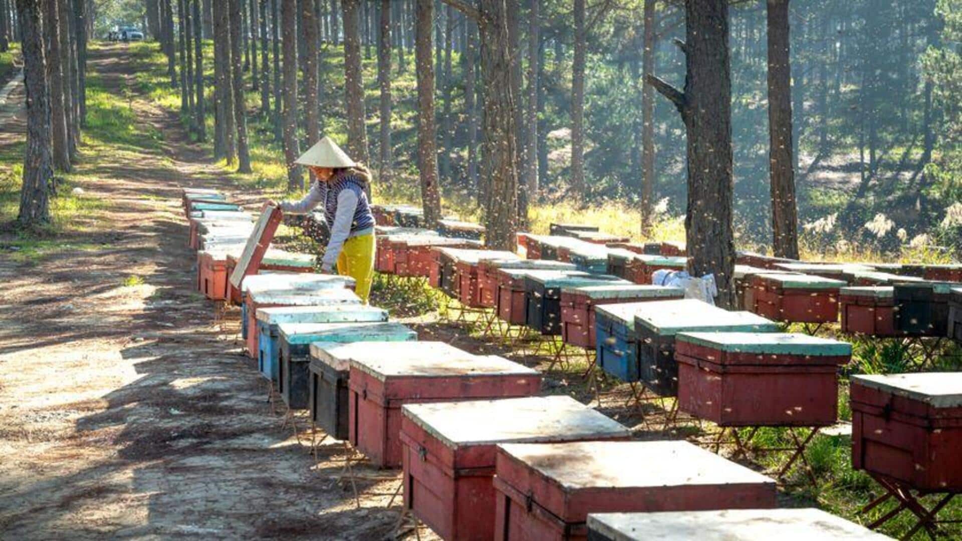 Turbin Angin dan Sarang Lebah: Efisiensi Energi