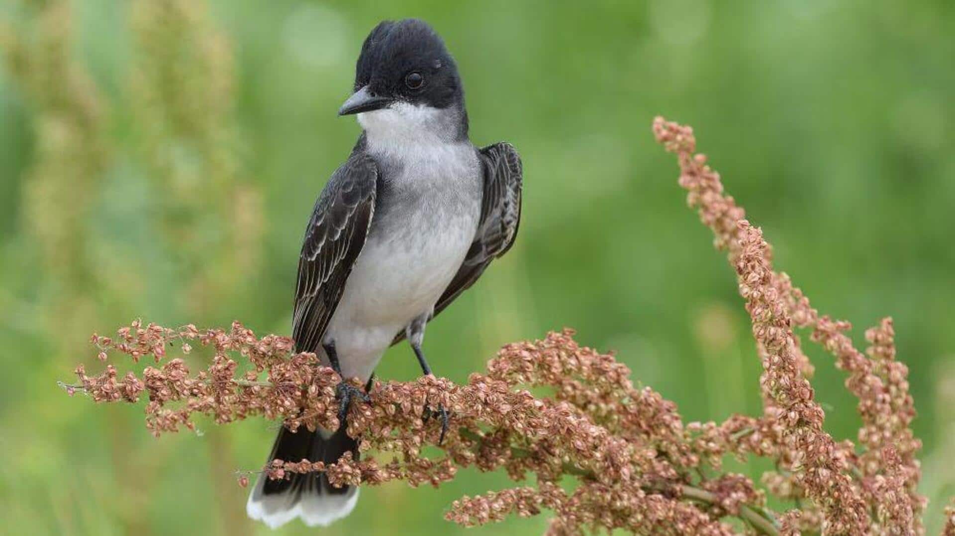 Cara Kingbird Menunjukkan Batas-Batas Wilayahnya