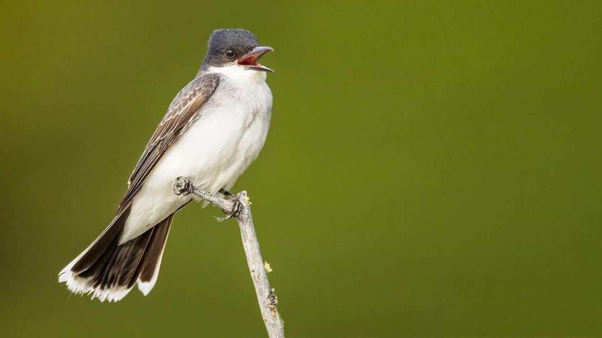 Adaptasi Unik Kingbirds dalam Memprediksi Pola Cuaca