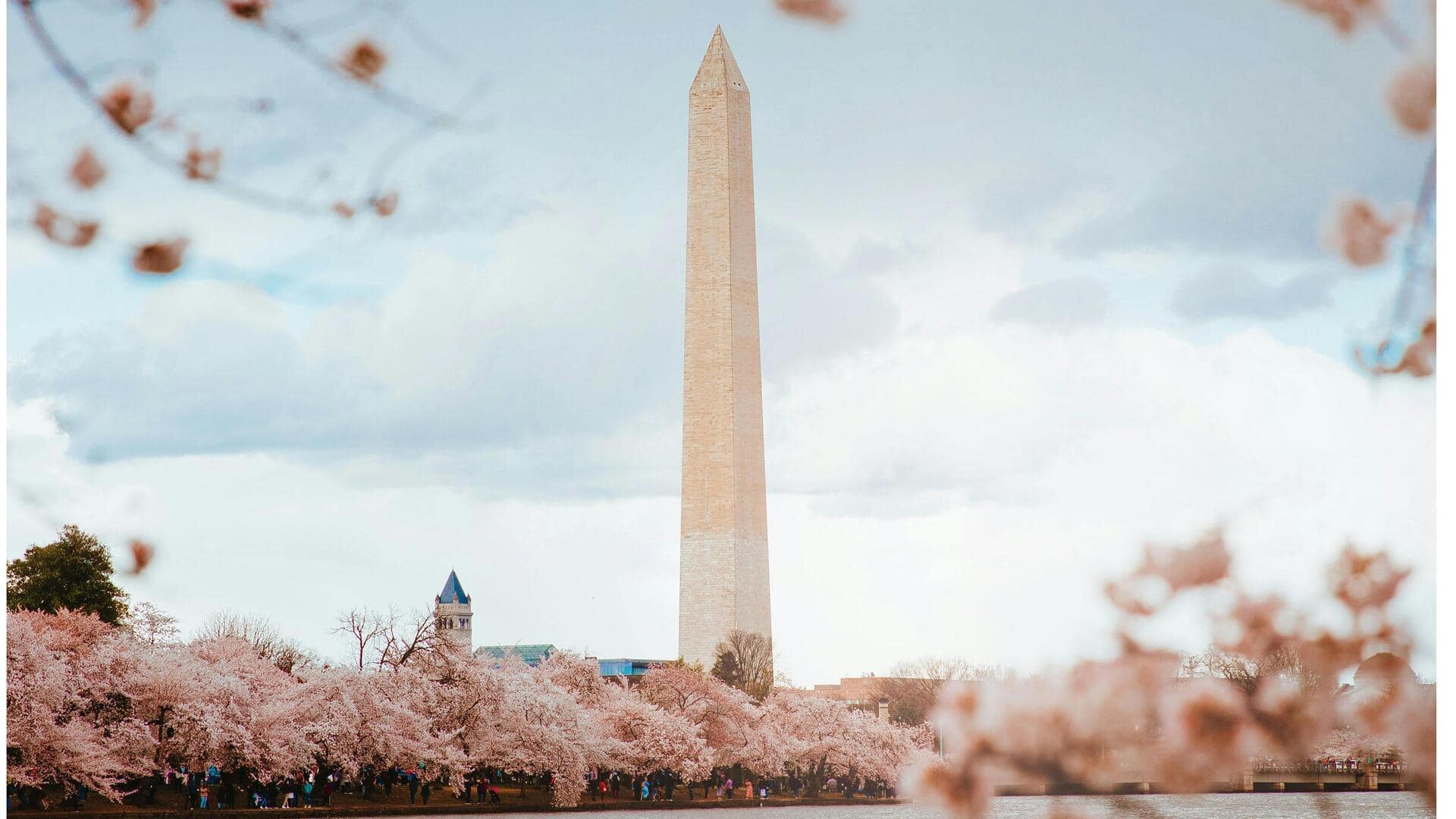 Menikmati Keindahan Bunga Sakura di Washington, D.C., AS