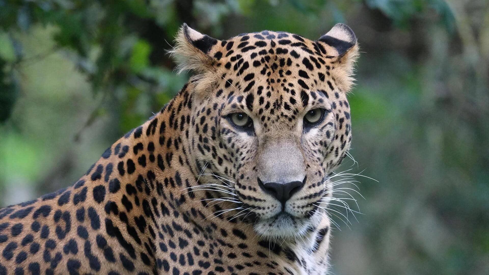 Mengungkap Rahasia Komunikasi Macan Tutul Tanpa Menggunakan Suara