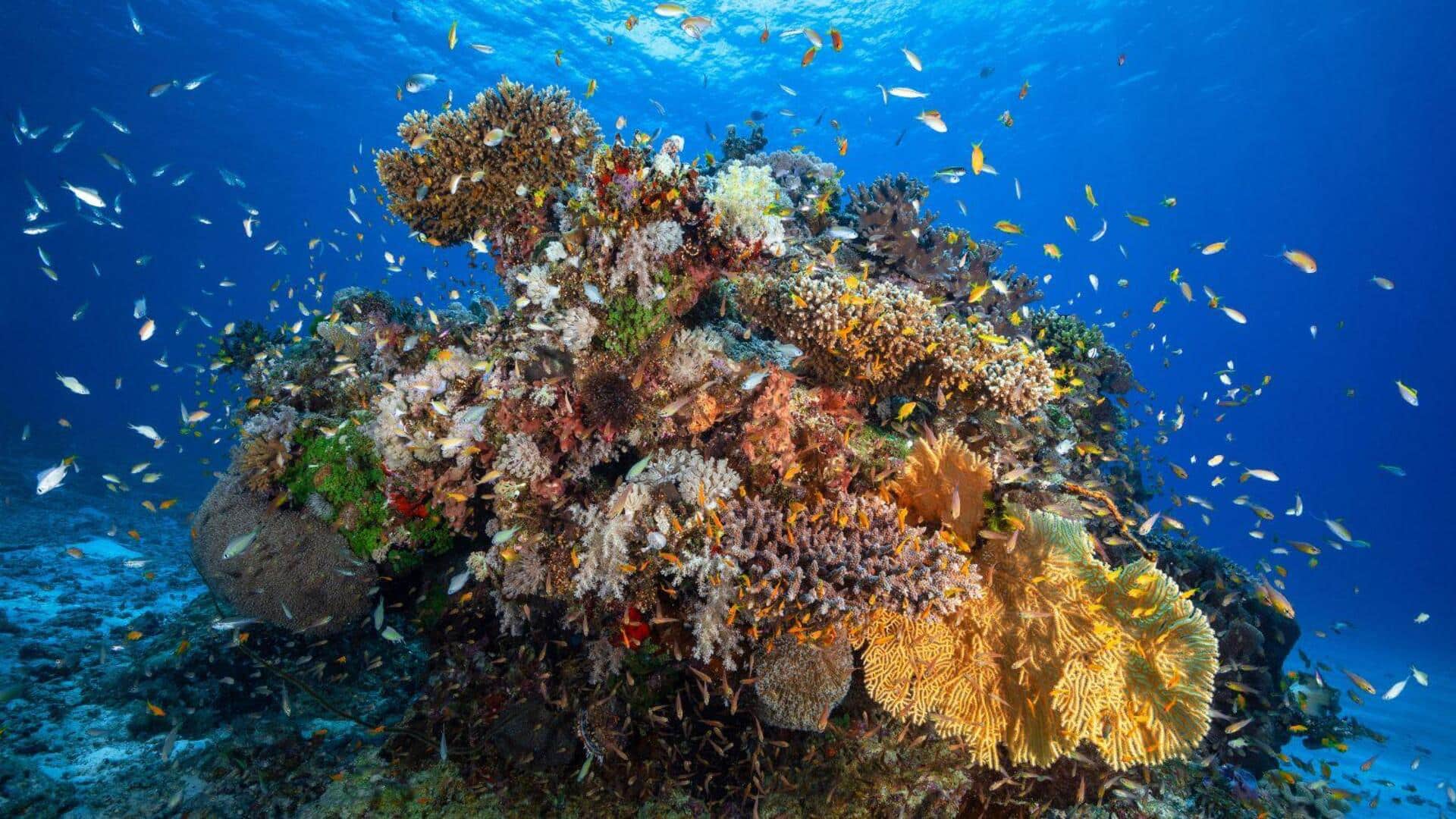 Inspirasi Terbesar dari Terumbu Karang untuk Inovasi Medis