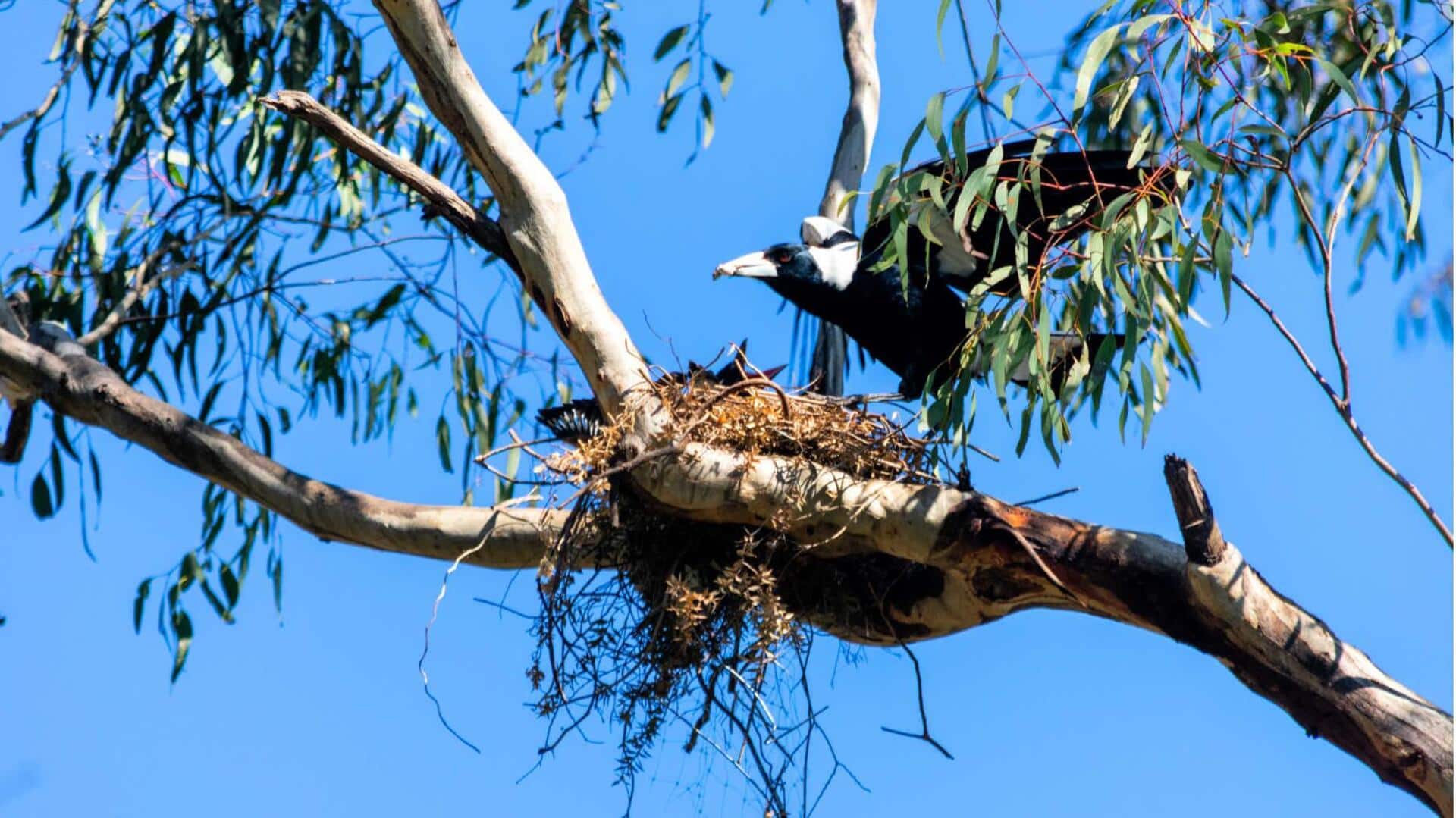 Lima Fakta Mengejutkan tentang Sarang Burung Magpie