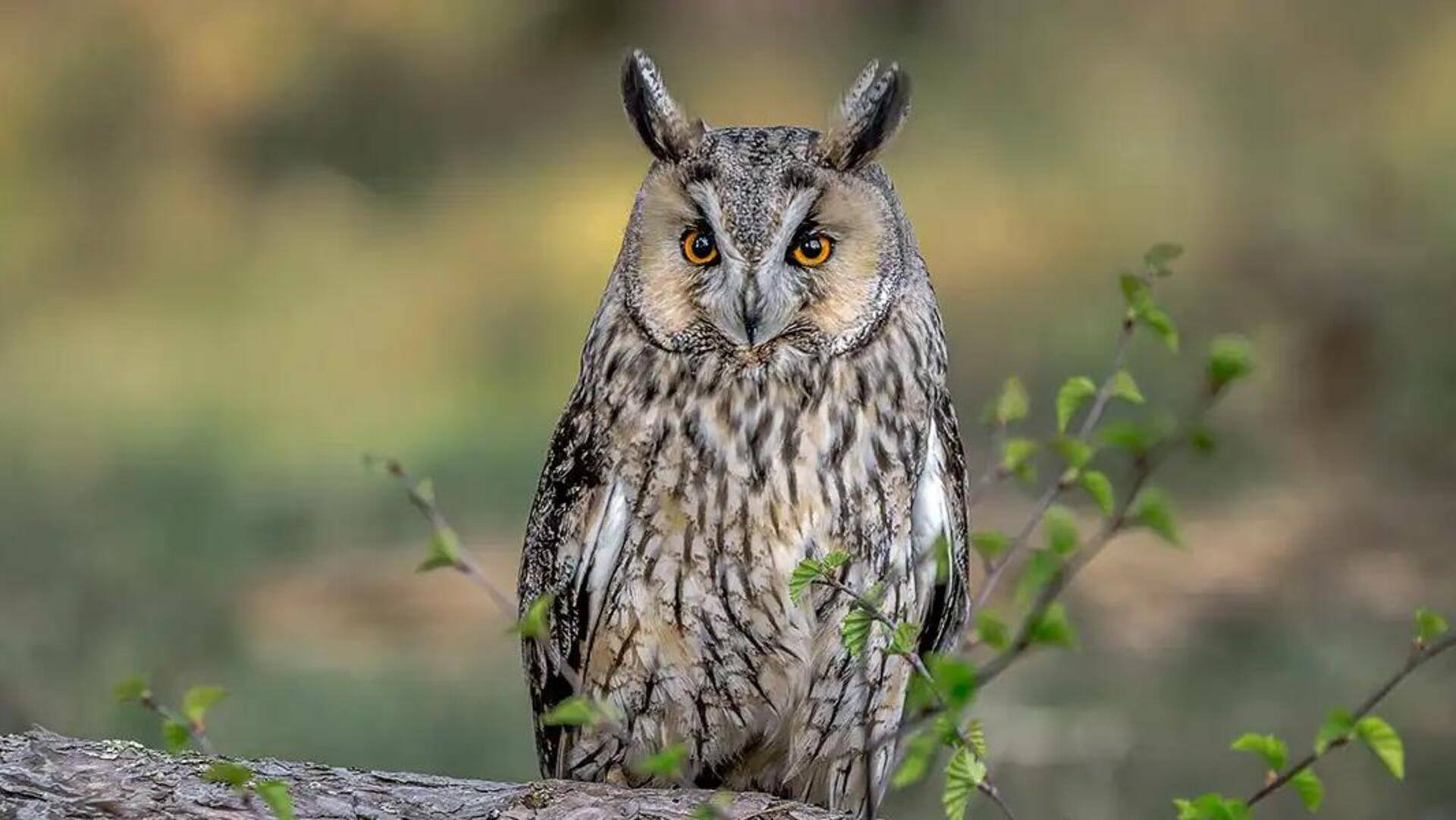 Hubungan Mengejutkan antara Pola Makan Burung Hantu dan Perilaku Alaminya