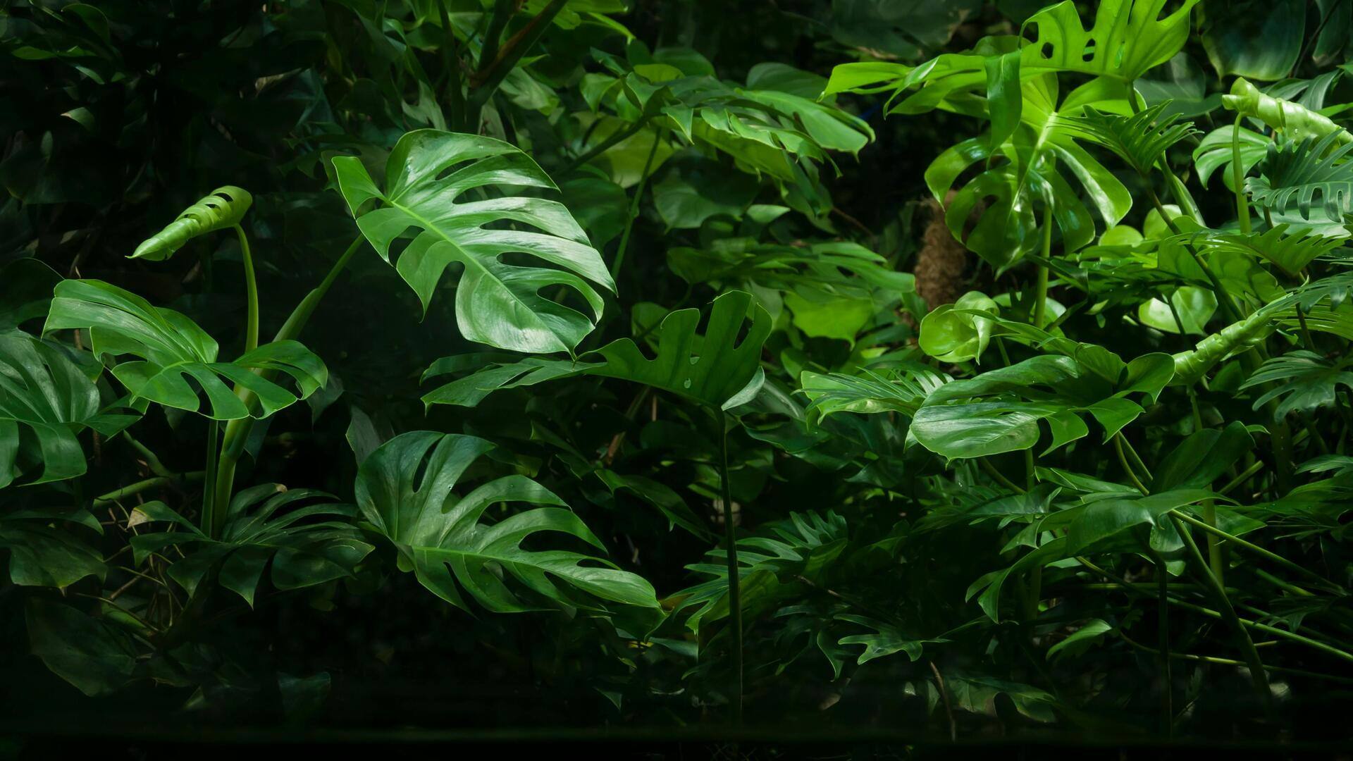 Cara Aman Memangkas Daun Monstera yang Tumbuh Lebat