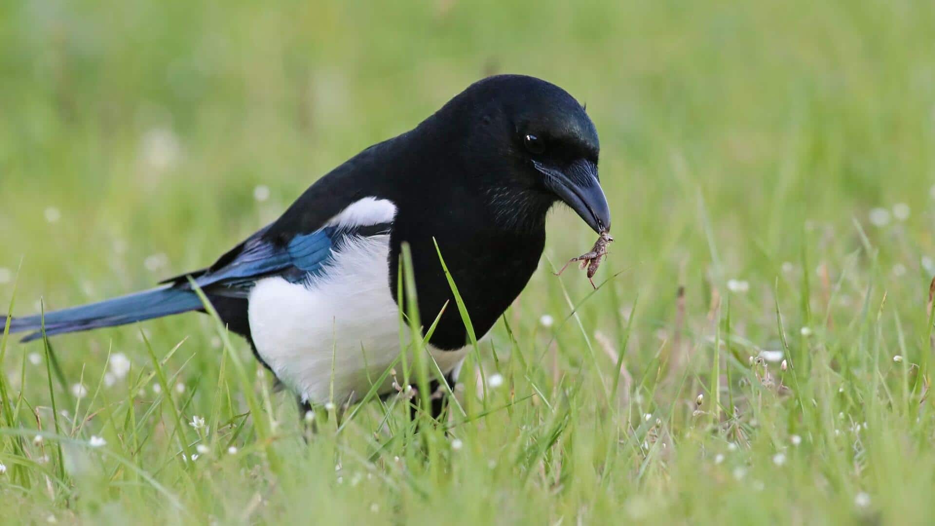 Peran Burung Magpie dalam Pengendalian Serangga di Taman