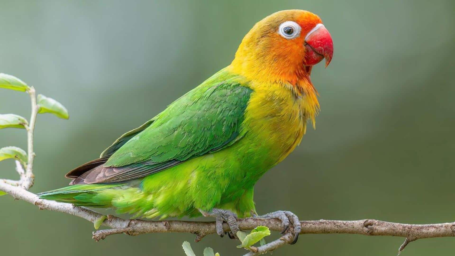 Memahami Perawatan, Habitat, dan Perilaku dari Lovebird Memahami Perawatan, Habitat, dan Perilaku dari Lovebird