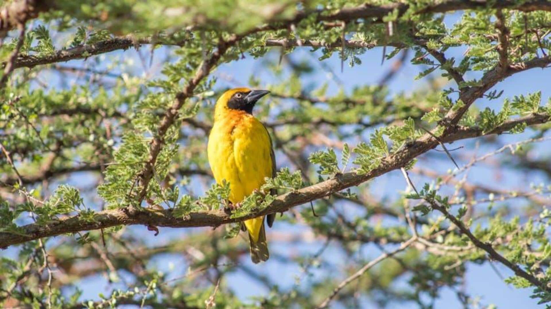 Kebiasaan Bersarang Burung Kuning Oriole Kebiasaan Bersarang Burung Kuning Oriole