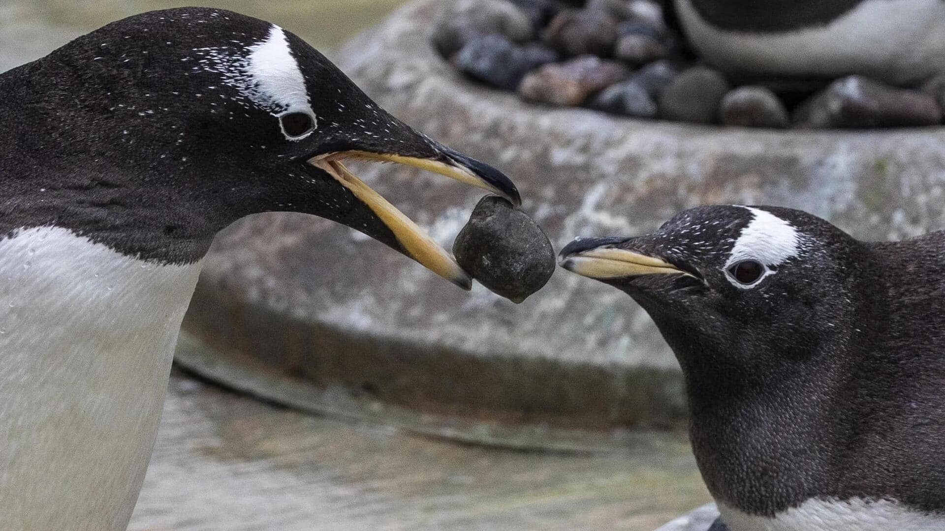 Memahami Ritual Pencarian Pasangan yang Menarik dari Seekor Penguin