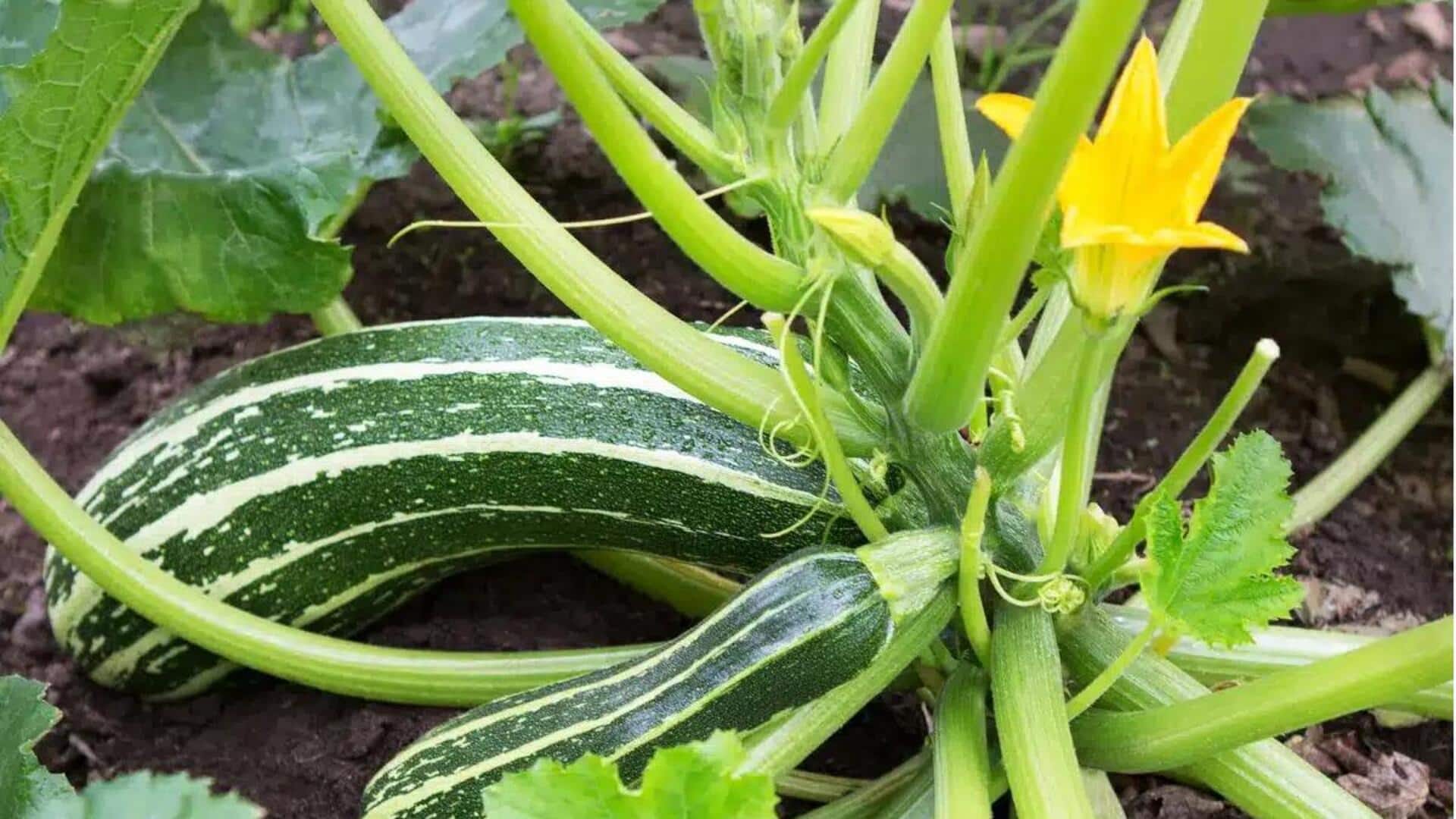 Pemanfaatan Inovatif dari Batang Zucchini