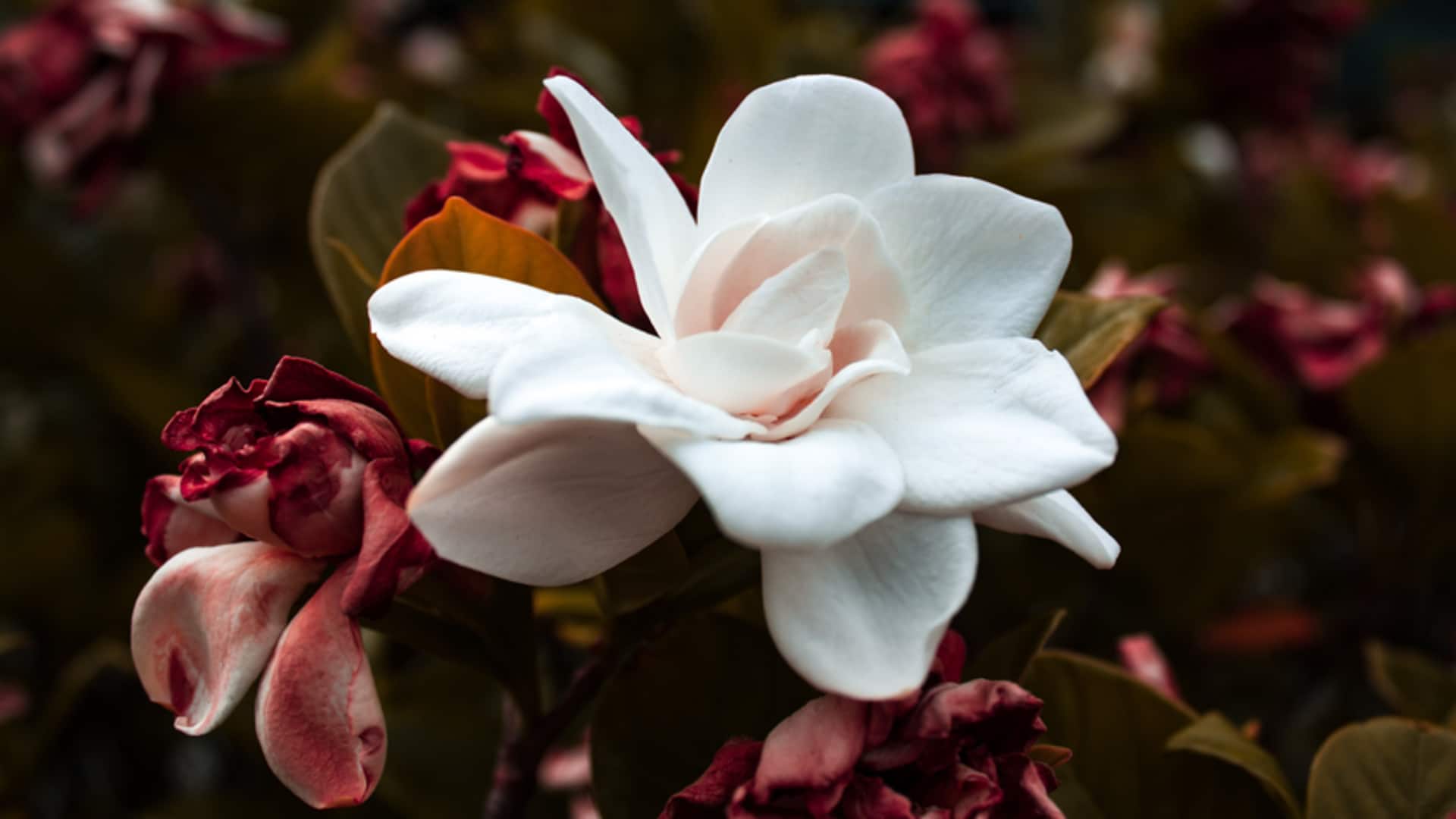 Tips Merawat Gardenia di Iklim Tropis