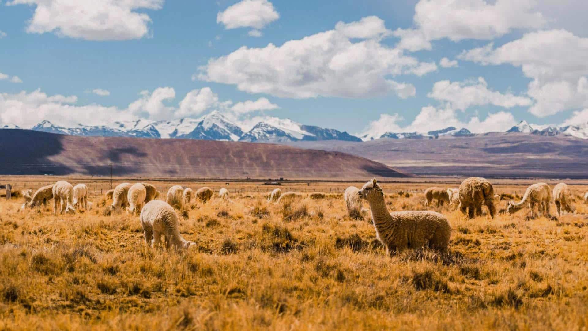 Hubungan Erat antara Alpaka dengan Budaya dan Sejarah Andes Kuno