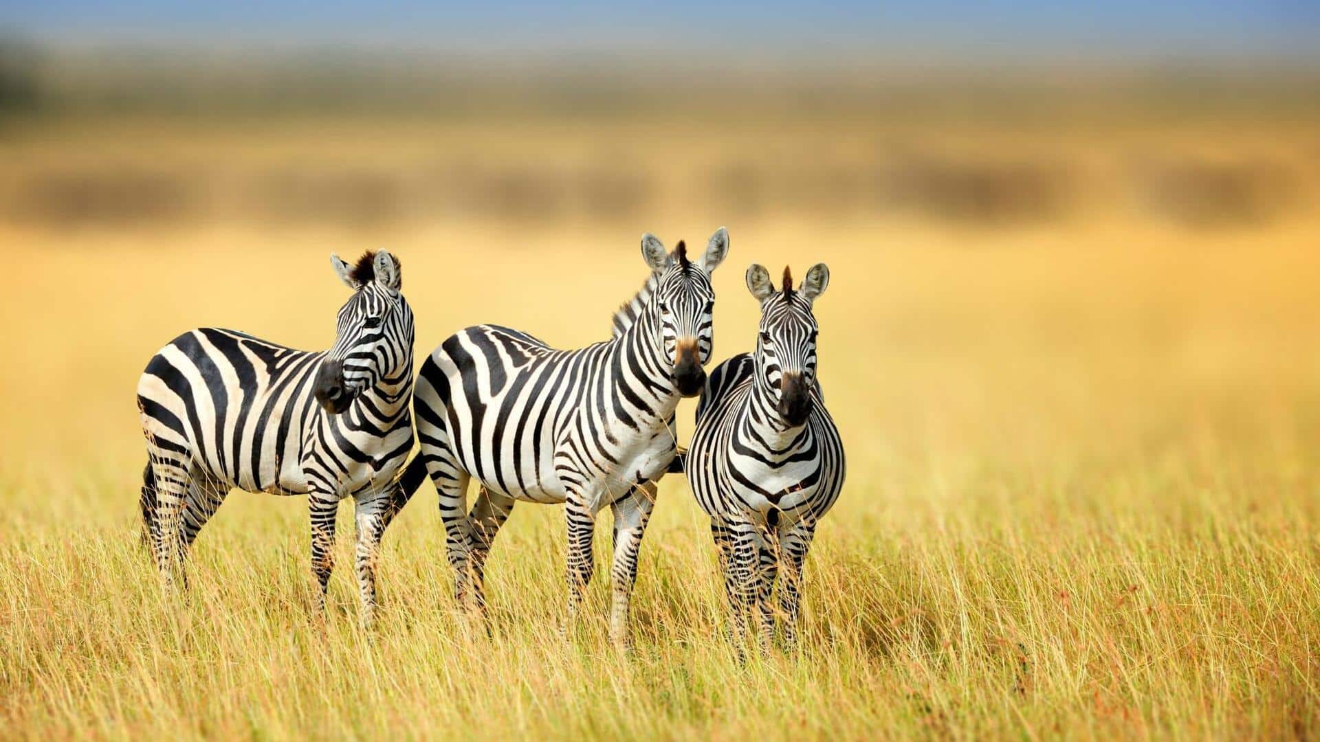Pola Garis Zebra yang Mampu Menjaga Keseimbangan Lingkungan Sekitar